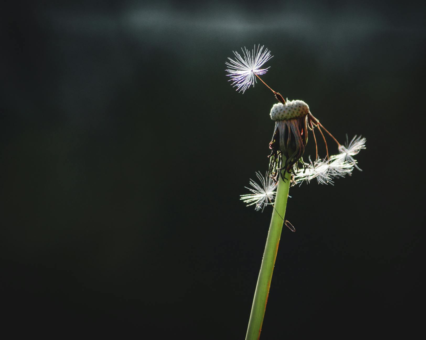 macro of a withering dandelion against dark background